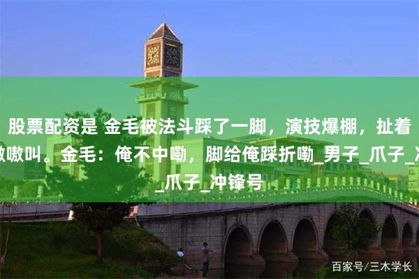 股票配资是 金毛被法斗踩了一脚，演技爆棚，扯着嗓子嗷嗷叫。金毛：俺不中嘞，脚给俺踩折嘞_男子_爪子_冲锋号